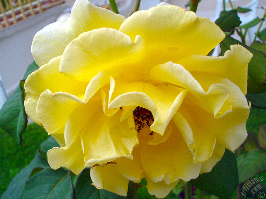 Yellow rose photo.
