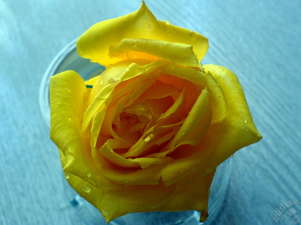 Yellow rose photo.
