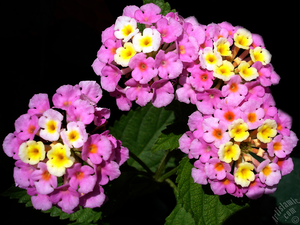 Lantana camara -bush lantana- flower.

