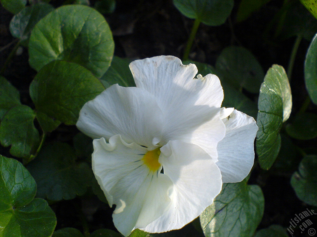 White color Viola Tricolor -Heartsease, Pansy, Multicoloured Violet, Johnny Jump Up- flower.
