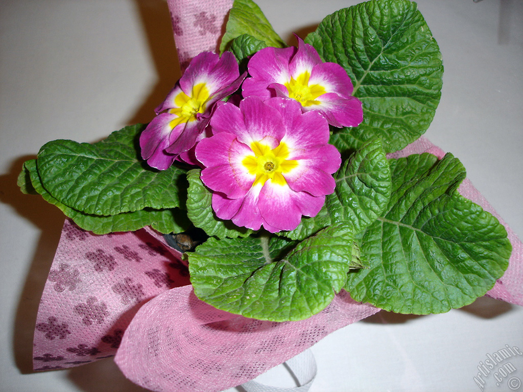 Primrose flower.
