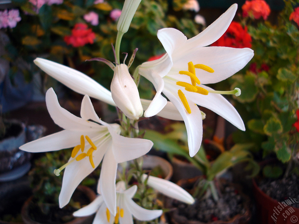White color amaryllis flower.
