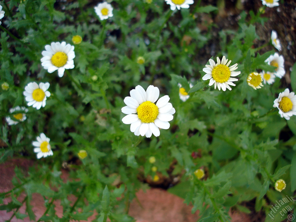 Field Daisy -Ox Eye, Love-Me-Love-Me-Not, Marguerite, Moon Daisy- flower.
