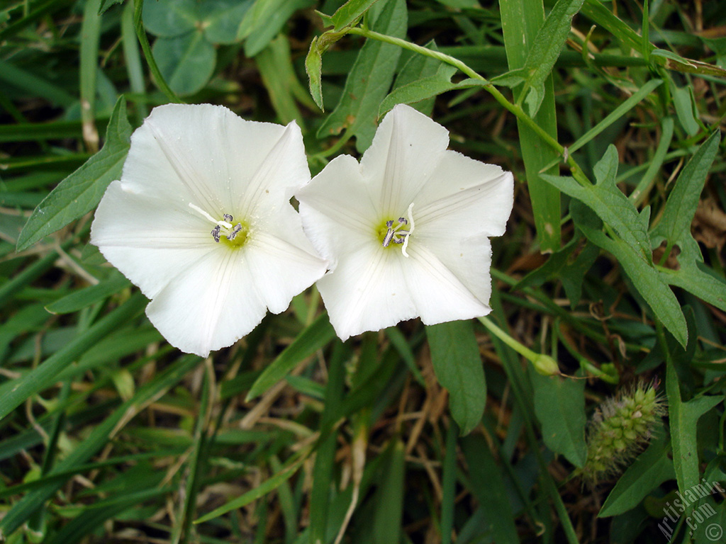 White Morning Glory flower.
