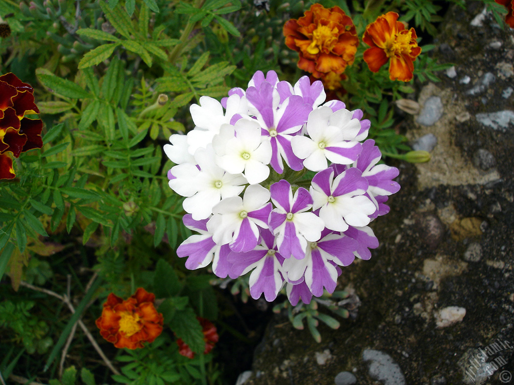 Verbena -Common Vervain- flower.
