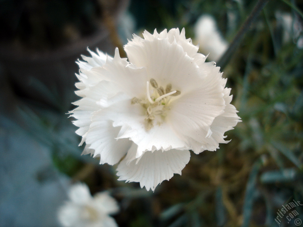 White color Carnation -Clove Pink- flower.
