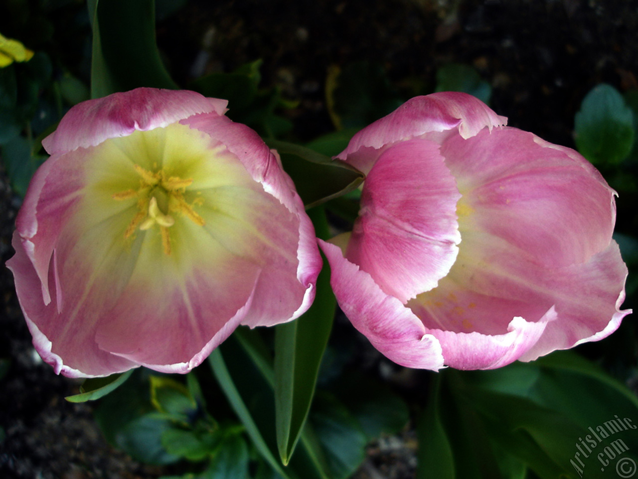 Pink color Turkish-Ottoman Tulip photo.
