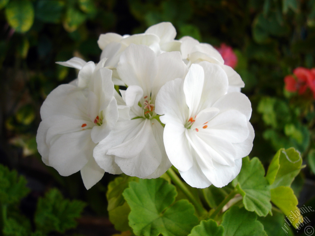 White color Pelargonia -Geranium- flower.
