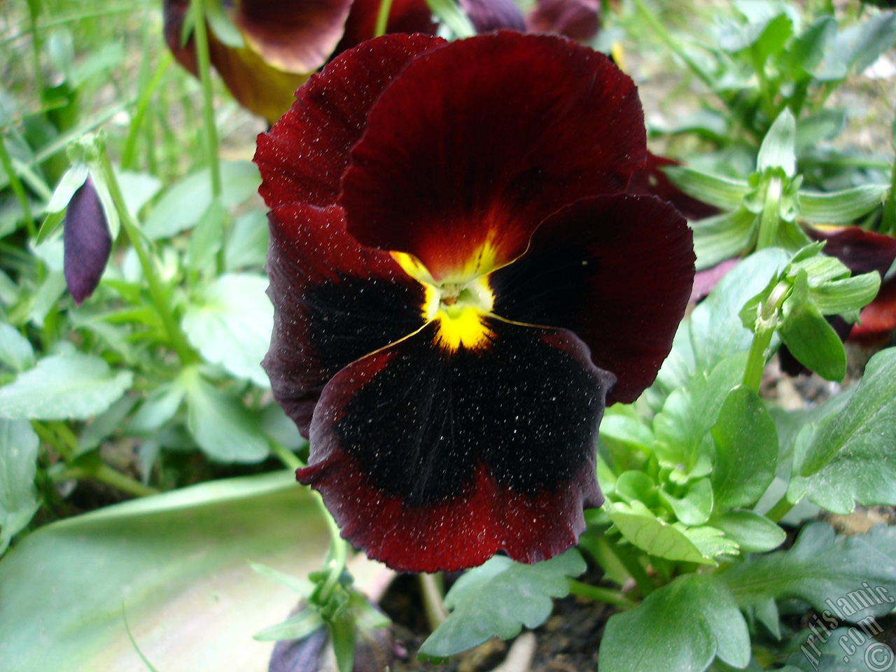 Brown color Viola Tricolor -Heartsease, Pansy, Multicoloured Violet, Johnny Jump Up- flower.
