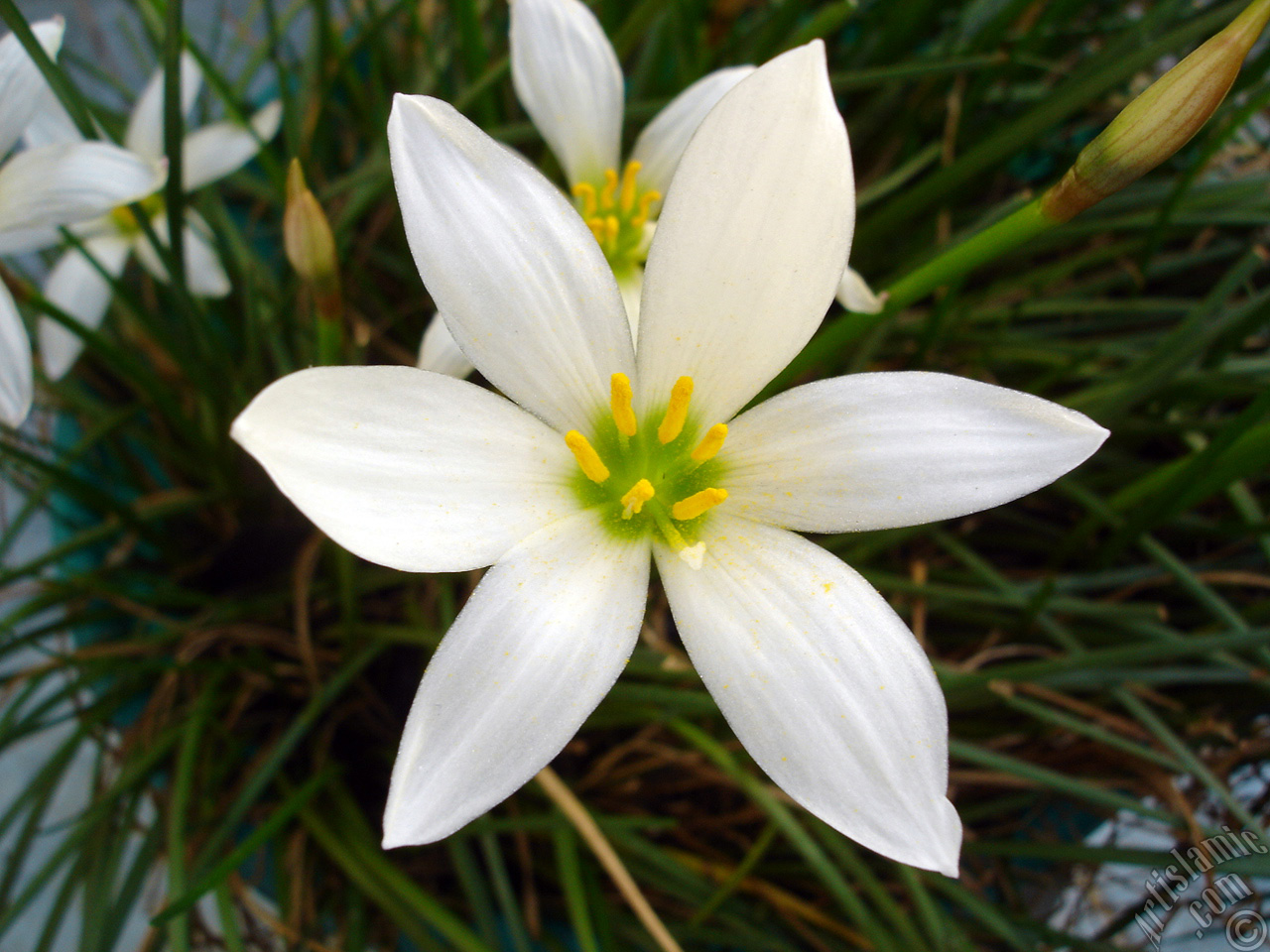White color flower similar to lily.

