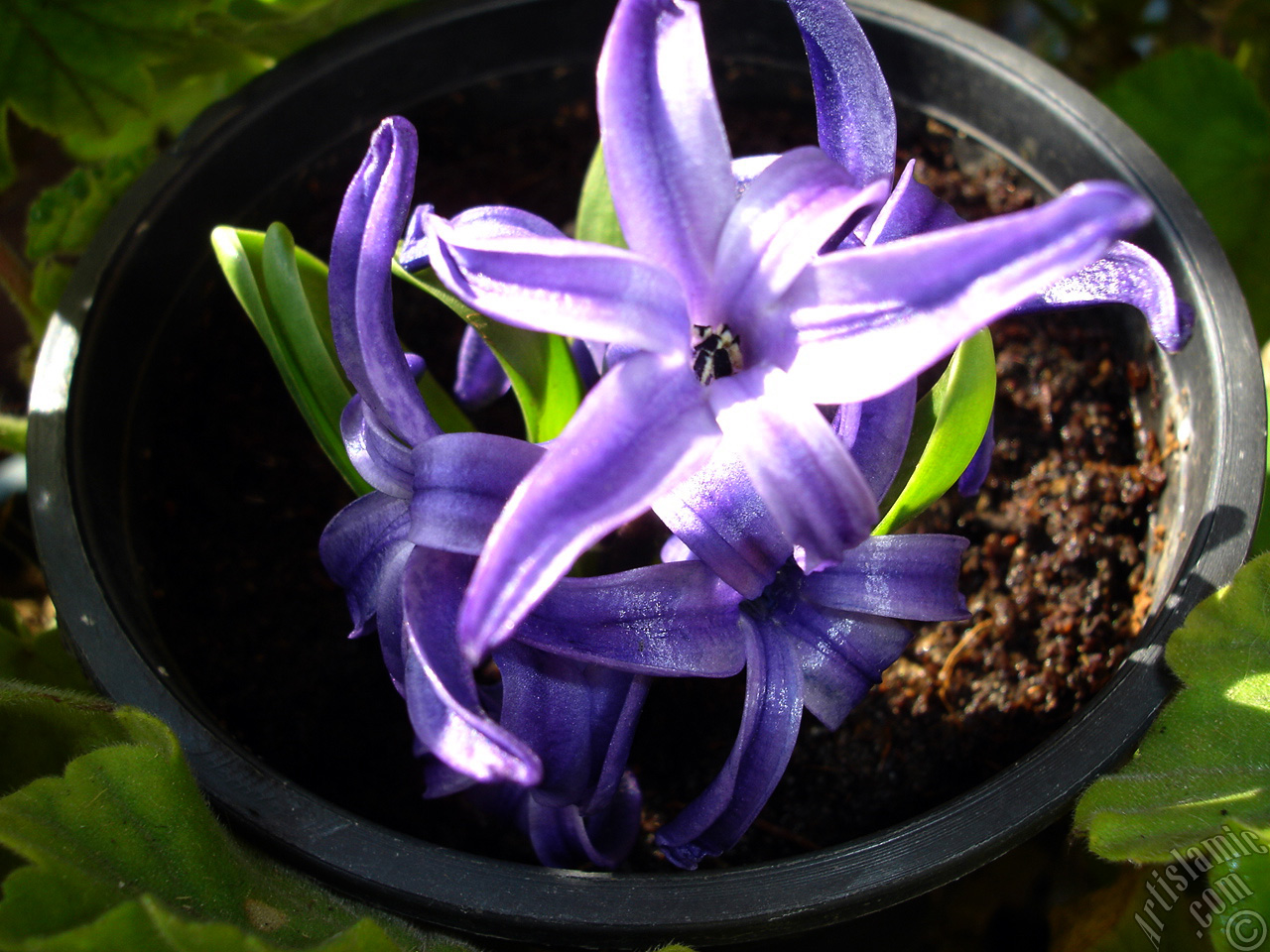 Purple color Hyacinth flower.
