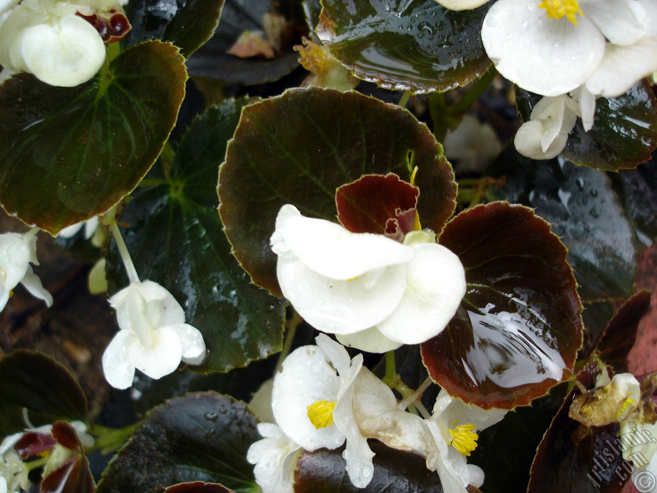 Wax Begonia -Bedding Begonia- with white flowers and brown leaves.

