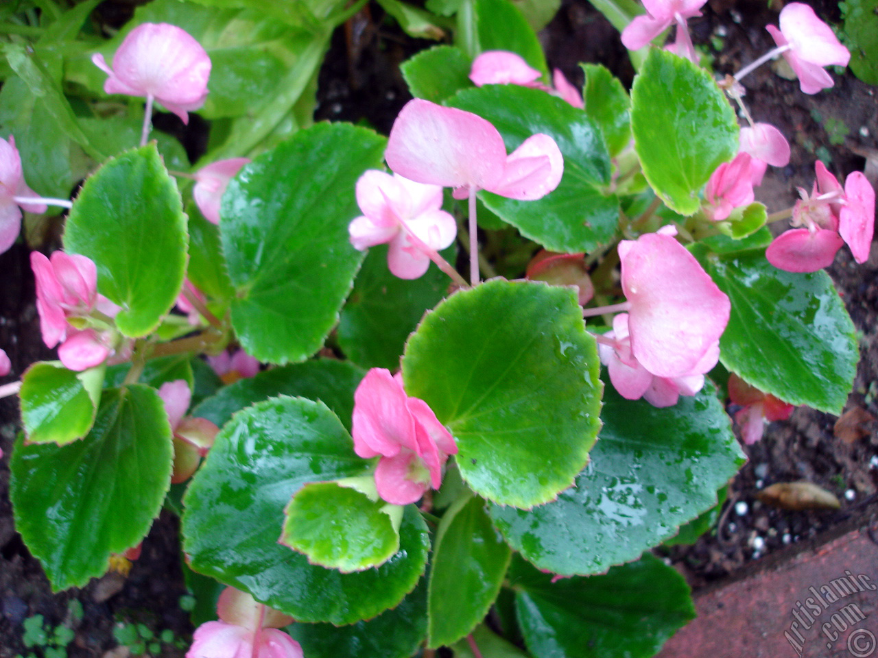Wax Begonia -Bedding Begonia- with pink flowers and green leaves.
