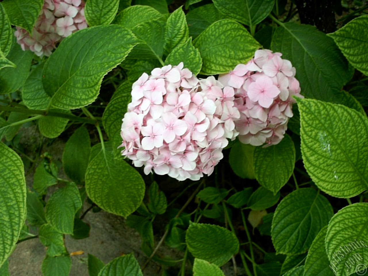 Pink Hydrangea -Hortensia- flower.
