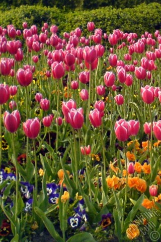 A mobile wallpaper and MMS picture for Apple iPhone 7s, 6s, 5s, 4s, Plus, iPods, iPads, New iPads, Samsung Galaxy S Series and Notes, Sony Ericsson Xperia, LG Mobile Phones, Tablets and Devices: Turkish-Ottoman Tulips.
