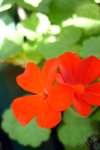 A mobile wallpaper and MMS picture for Apple iPhone 7s, 6s, 5s, 4s, Plus, iPods, iPads, New iPads, Samsung Galaxy S Series and Notes, Sony Ericsson Xperia, LG Mobile Phones, Tablets and Devices: Red Colored Pelargonia -Geranium- flower.
