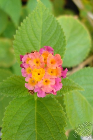A mobile wallpaper and MMS picture for Apple iPhone 7s, 6s, 5s, 4s, Plus, iPods, iPads, New iPads, Samsung Galaxy S Series and Notes, Sony Ericsson Xperia, LG Mobile Phones, Tablets and Devices: Lantana camara -bush lantana- flower.
