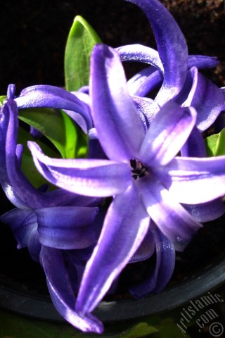 A mobile wallpaper and MMS picture for Apple iPhone 7s, 6s, 5s, 4s, Plus, iPods, iPads, New iPads, Samsung Galaxy S Series and Notes, Sony Ericsson Xperia, LG Mobile Phones, Tablets and Devices: Purple color Hyacinth flower.
