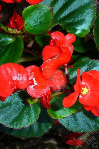 A mobile wallpaper and MMS picture for Apple iPhone 7s, 6s, 5s, 4s, Plus, iPods, iPads, New iPads, Samsung Galaxy S Series and Notes, Sony Ericsson Xperia, LG Mobile Phones, Tablets and Devices: Wax Begonia -Bedding Begonia- with red flowers and green leaves.
