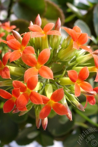 A mobile wallpaper and MMS picture for Apple iPhone 7s, 6s, 5s, 4s, Plus, iPods, iPads, New iPads, Samsung Galaxy S Series and Notes, Sony Ericsson Xperia, LG Mobile Phones, Tablets and Devices: Kalanchoe plant`s flower.
