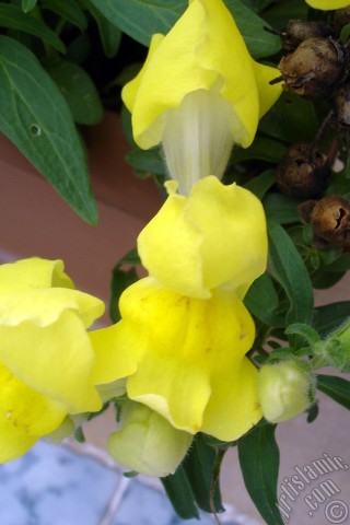 A mobile wallpaper and MMS picture for Apple iPhone 7s, 6s, 5s, 4s, Plus, iPods, iPads, New iPads, Samsung Galaxy S Series and Notes, Sony Ericsson Xperia, LG Mobile Phones, Tablets and Devices: Yellow Snapdragon flower.
