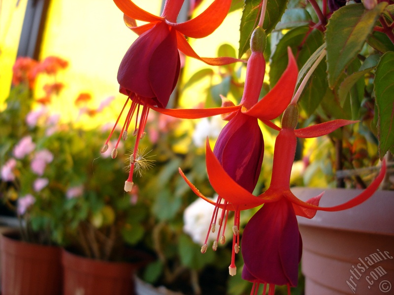 Red and purple color Fuchsia Hybrid flower. (Family: Onagraceae ...