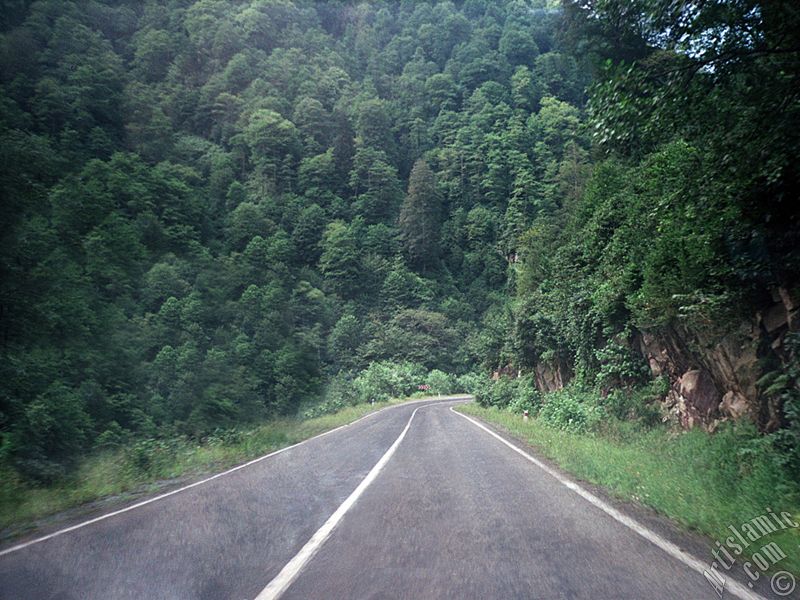 Rize-Ayder Kaplcas yolundan bir manzara.
