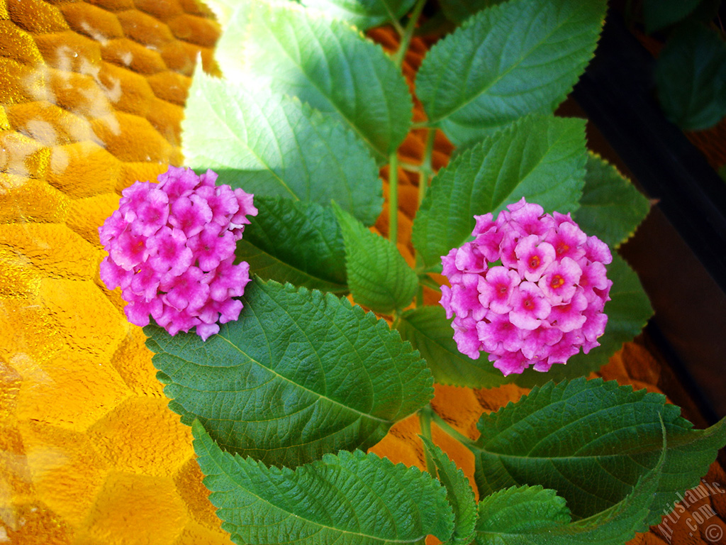 Lantana camara -bush lantana- flower.
