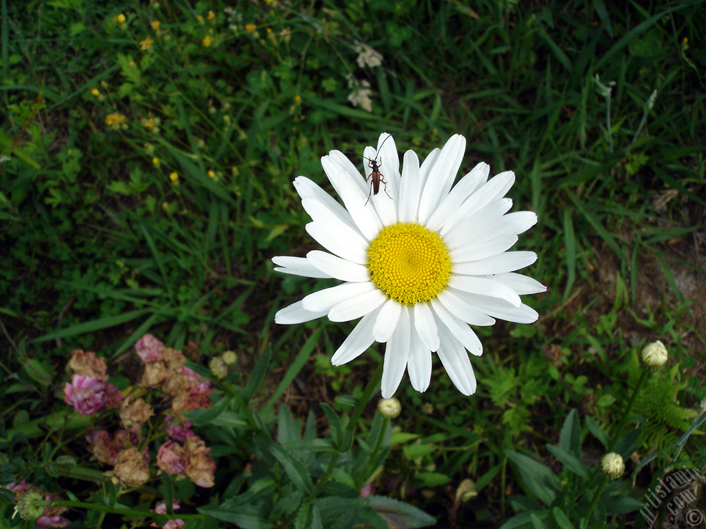 Field Daisy -Ox Eye, Love-Me-Love-Me-Not, Marguerite, Moon Daisy- flower.
