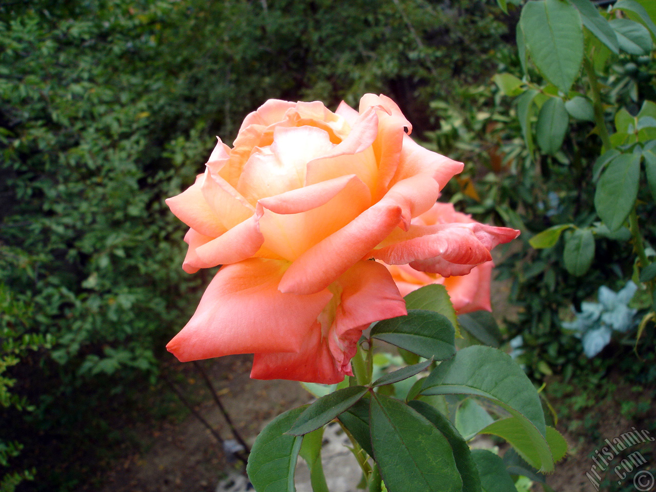 Роза Салмон