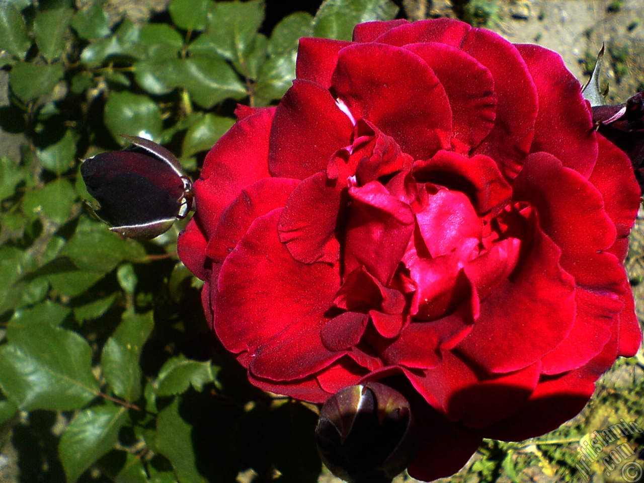 Бургунди колор роза
