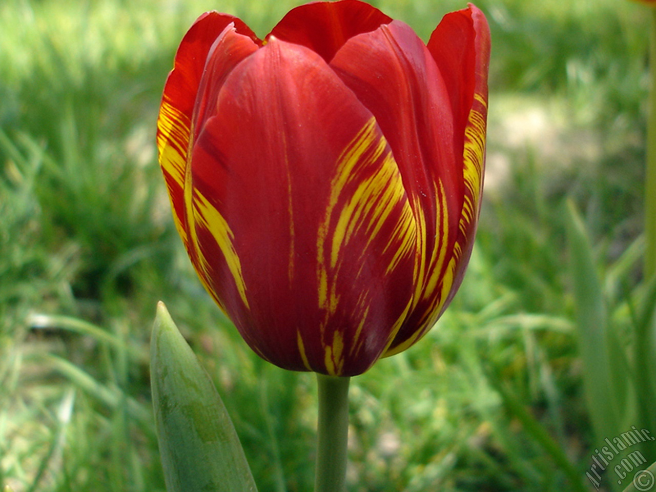 Red-Yellow Color Turkish-Ottoman Tulip