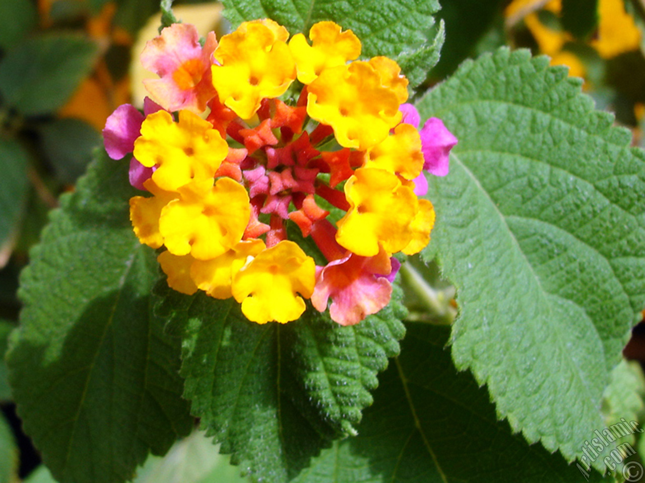 Лантана цветок фото и описание