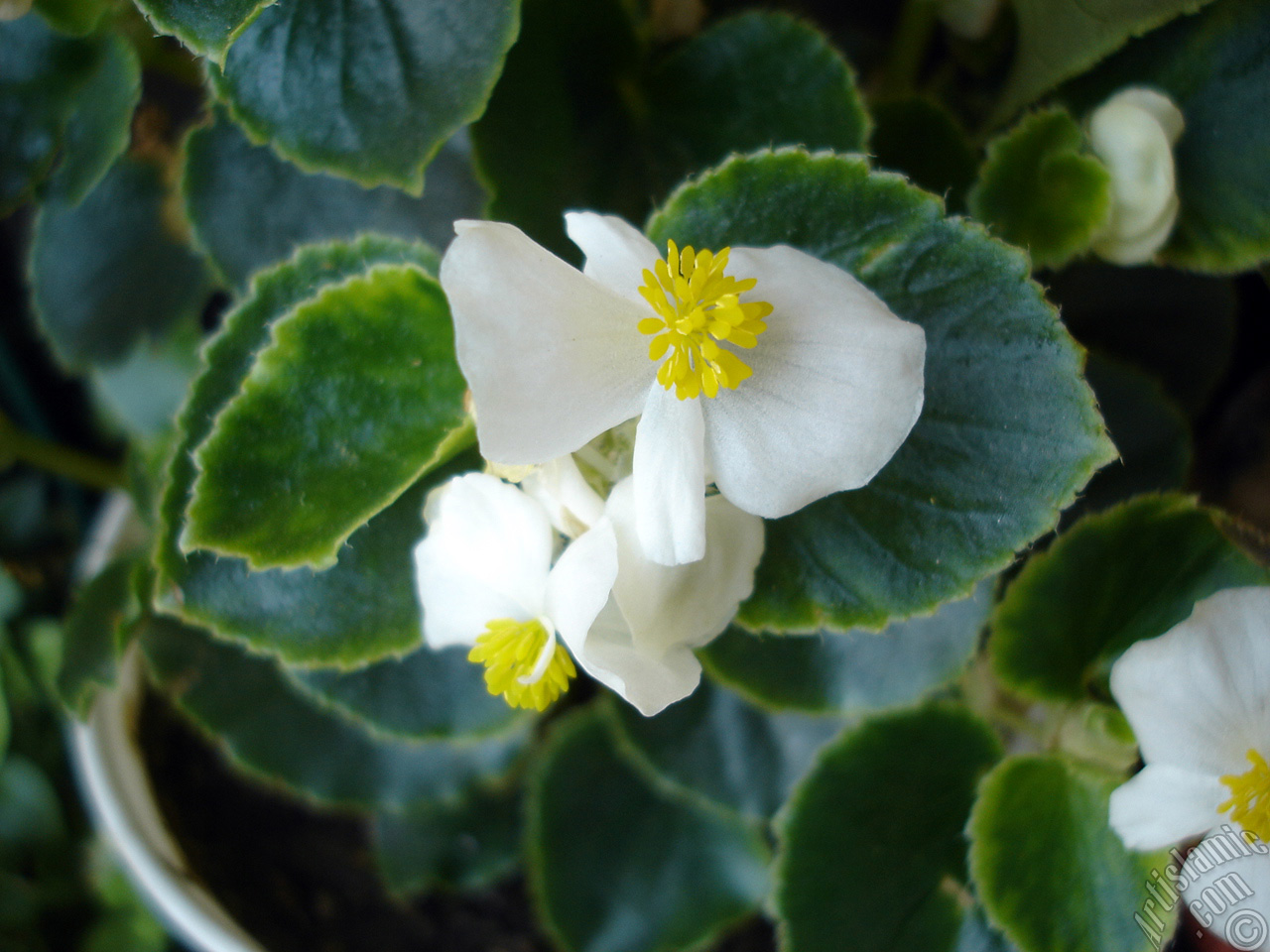 Wax Begonia -Bedding Begonia- with white flowers and green leaves.
