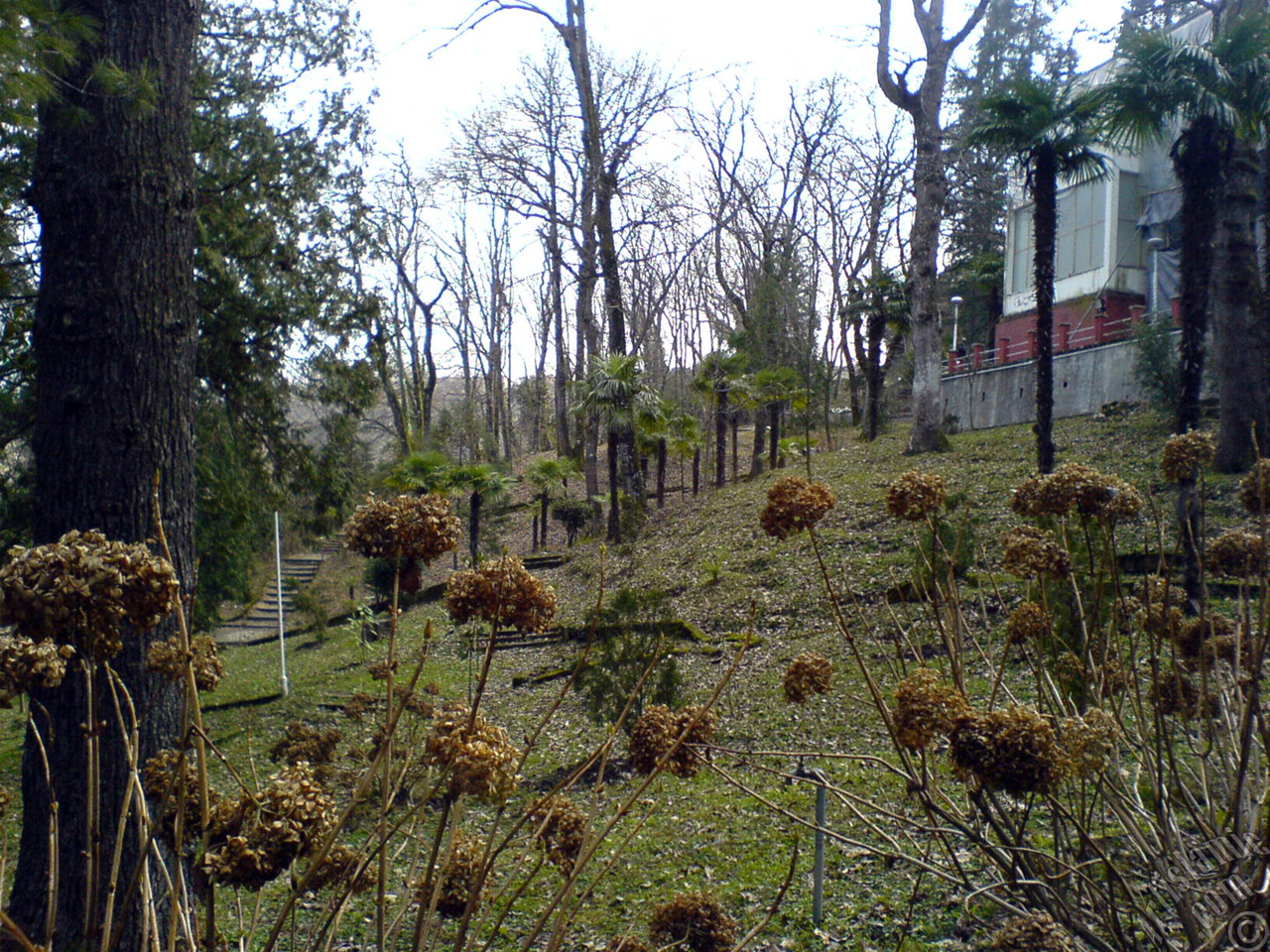 Deadhead Hydrangea -Hortensia- flowers in winter.
