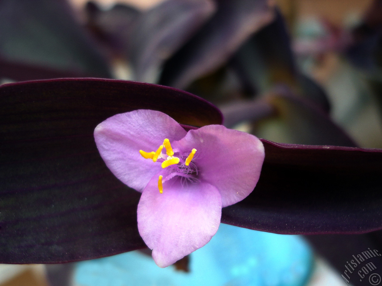 Purple Heart -Purple Queen- flower.
