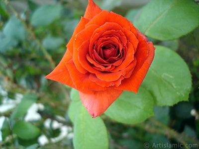 Red rose photo. <i>(Family: Rosaceae, Species: Rosa)</i> <br>Photo Date: August 2008, Location: Turkey/Yalova-Termal, By: Artislamic.com