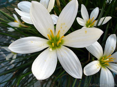 White color flower similar to lily. It is 35 years old and its grower calls it as `wheat lilly`. <i>(Family: Liliaceae, Species: Lilium)</i> <br>Photo Date: September 2005, Location: Turkey/Istanbul-Mother`s Flowers, By: Artislamic.com