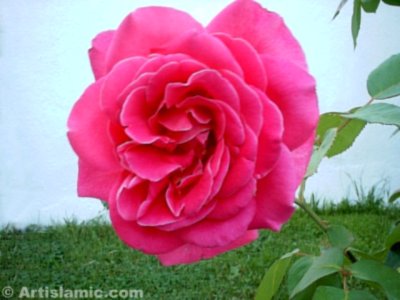 A pink rose picture. ( Artislamic.com. All rights reserved.)