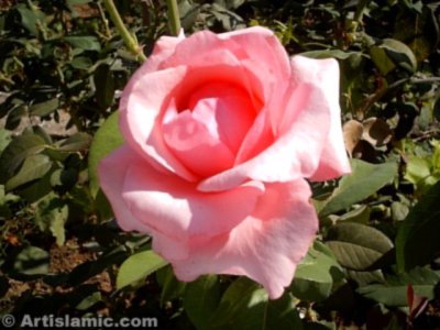 A pink rose picture. ( Artislamic.com. All rights reserved.)