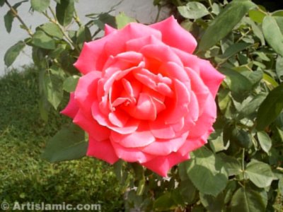 A pink rose picture. ( Artislamic.com. All rights reserved.)