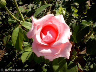 A pink rose picture. ( Artislamic.com. All rights reserved.)