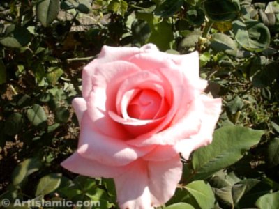 A pink rose picture. ( Artislamic.com. All rights reserved.)