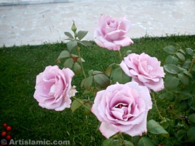 A pink rose picture. ( Artislamic.com. All rights reserved.)