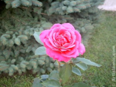 A pink rose picture. ( Artislamic.com. All rights reserved.)