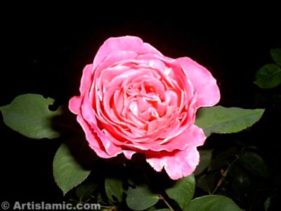 A pink rose picture. ( Artislamic.com. All rights reserved.)