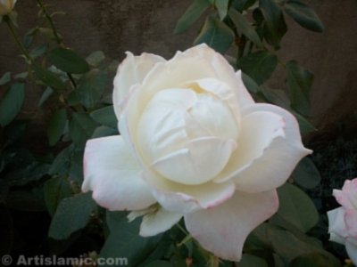 A white rose picture. ( Artislamic.com. All rights reserved.)