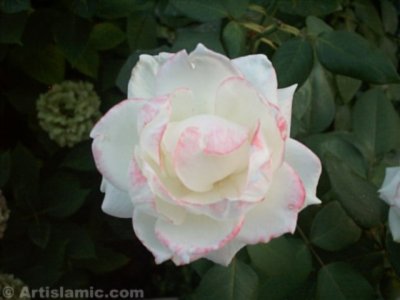 A white rose picture. ( Artislamic.com. All rights reserved.)