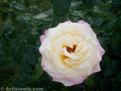 A white rose picture. ( Artislamic.com. All rights reserved.)