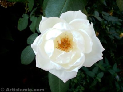 A white rose picture. ( Artislamic.com. All rights reserved.)